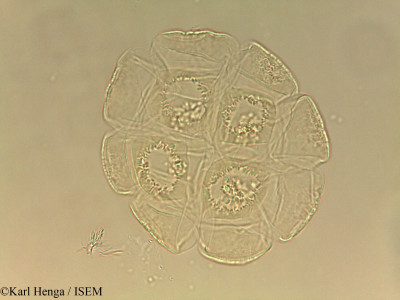 Albizia laurentii - lame n° 45001