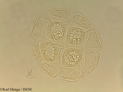 Albizia laurentii - lame n° 45001