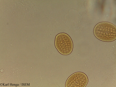 Anisotes bracteatus - lame n° 37601