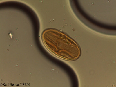 Anisotes bracteatus - lame n° 37601