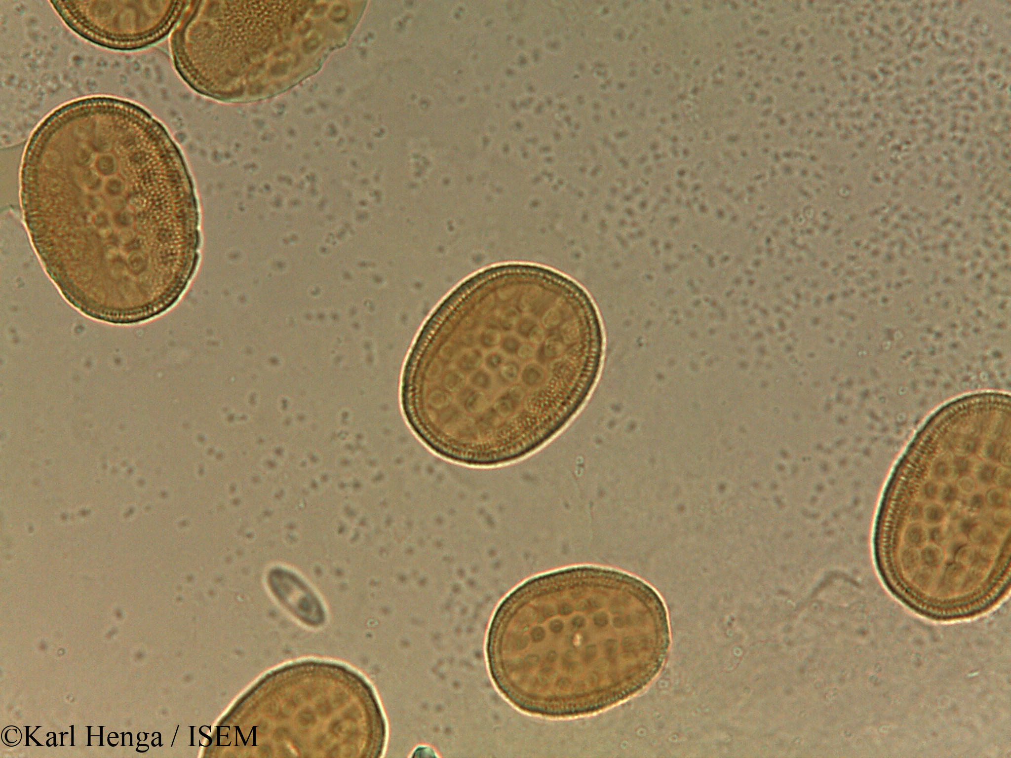 Karl.Henga/Anisotes_bracteatus_37601/Anisotes_bracteatus_37601_0018(copy).jpg