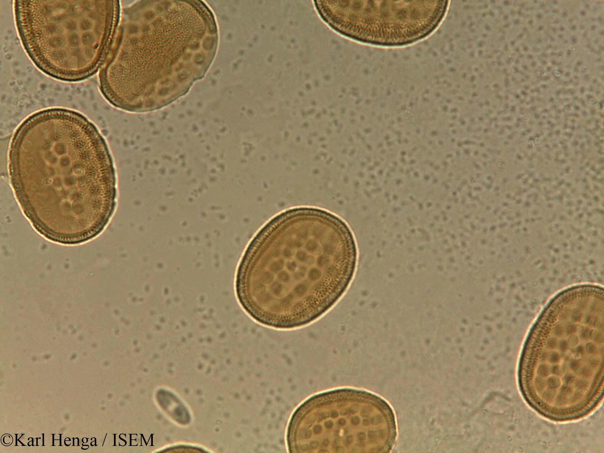 Karl.Henga/Anisotes_bracteatus_37601/Anisotes_bracteatus_37601_0019(copy).jpg