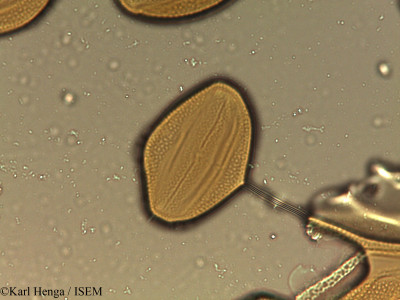 Karl.Henga/Anisotes_parvifolius_37603/Anisotes_parvifolius_37603_0001(copy)_thumb.jpg
