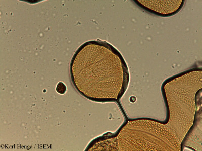 Anisotes parvifolius - lame n° 37603