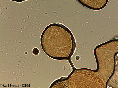 Anisotes parvifolius - lame n° 37603