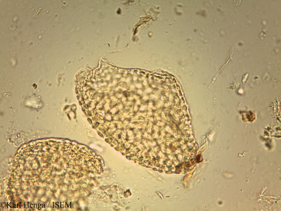 Anonidium mannii - lame n° 25824