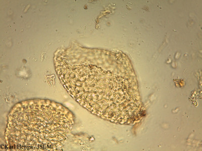 Anonidium mannii - lame n° 25824