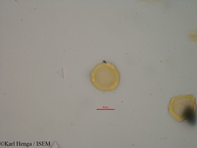 Karl.Henga/Anthocleista_schweinfurthii_19418/Anthocleista_schweinfurthii_19418_0001(copy)_thumb.jpg