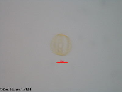 Anthonotha acuminata - lame n° 42349