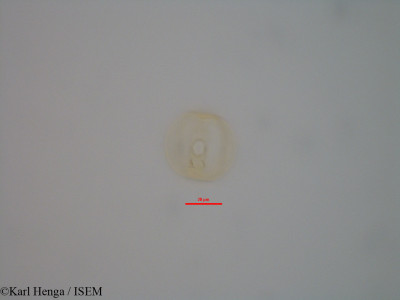 Anthonotha acuminata - lame n° 42349