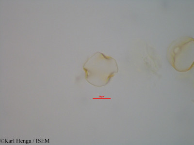 Anthonotha acuminata - lame n° 42349