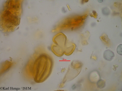 Anthonotha crassifolia - lame n° 14291