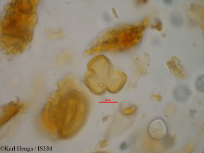 Anthonotha crassifolia - lame n° 14291