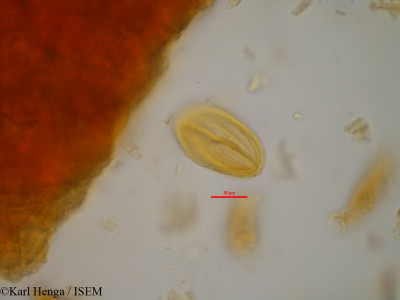 Anthonotha crassifolia - lame n° 14291