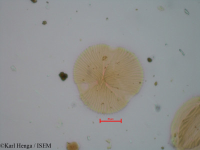 Anthonotha gilletii - lame n° 9661