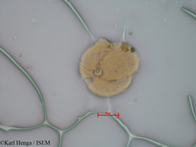 Anthonotha gilletii - lame n° 9661