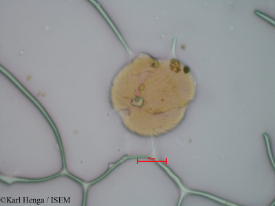 Anthonotha gilletii - lame n° 9661