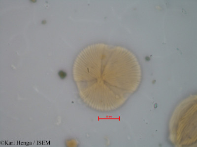 Anthonotha gilletii - lame n° 9661