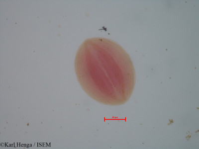 Anthonotha gilletii - lame n° 9661