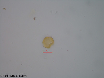 Karl.Henga/Antrocaryon_klaineanum_40165/Antrocaryon_klaineanum_40165_0001(copy)_thumb.jpg