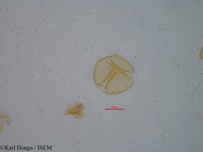Karl.Henga/Aphanocalyx_cynometroides_34788/Aphanocalyx_cynometroides_34788_0001(copy)_thumb.jpg