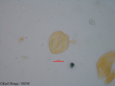 Aphanocalyx cynometroides - lame n° 34788