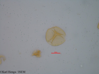 Aphanocalyx cynometroides - lame n° 34788