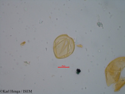 Aphanocalyx cynometroides - lame n° 34788