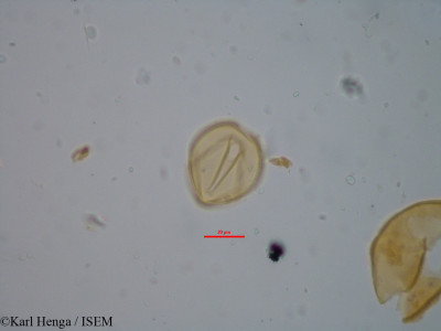 Aphanocalyx cynometroides - lame n° 34788
