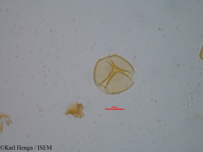 Aphanocalyx cynometroides - lame n° 34788