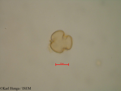 Aphanocalyx margininervatus - lame n° 35163