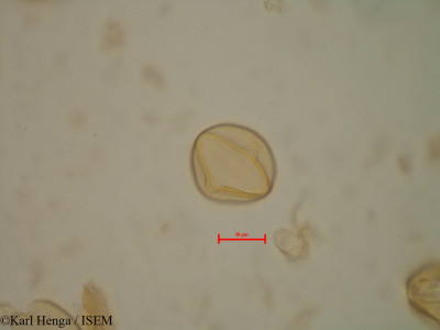 Aphanocalyx margininervatus - lame n° 35163