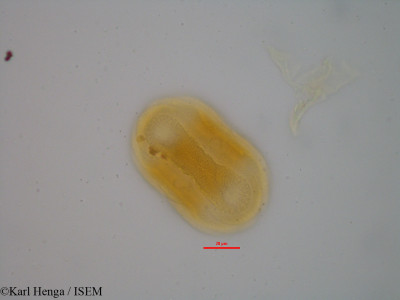 Karl.Henga/Asystasia_gangetica_19428/Asystasia_gangetica_19428_0001(copy)_thumb.jpg