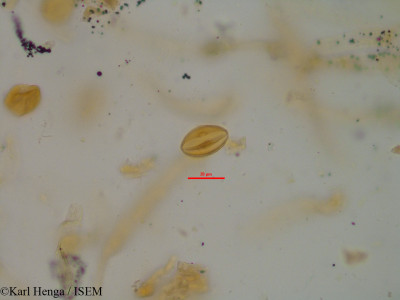 Aubrevillea kerstingii - lame n° 7073
