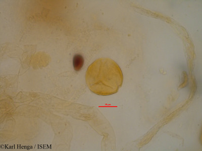 Aubrevillea kerstingii - lame n° 7073
