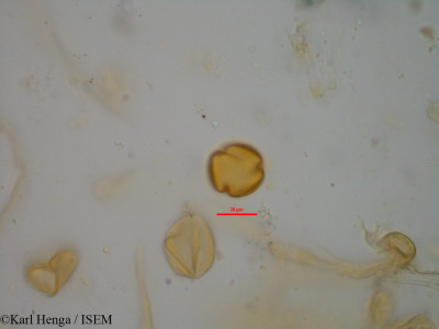 Aubrevillea kerstingii - lame n° 7073