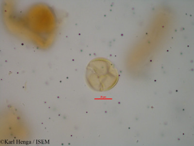 Aubrevillea platycarpa - lame n° 10431
