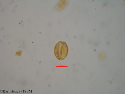 Aubrevillea platycarpa - lame n° 10431