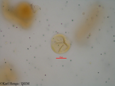 Aubrevillea platycarpa - lame n° 10431