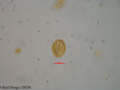 Aubrevillea platycarpa - lame n° 10431