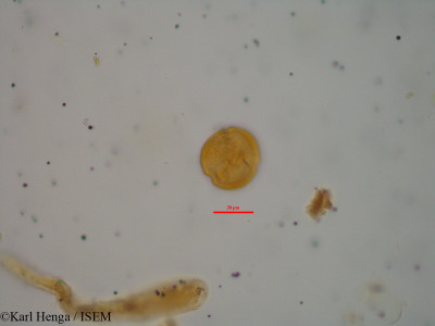 Aubrevillea platycarpa - lame n° 10431