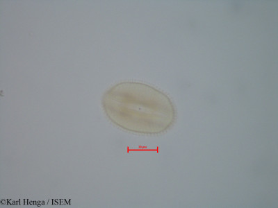 Augouardia letestui - lame n° 42358