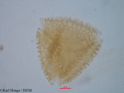 Baikiaea insignis - lame n° 35175