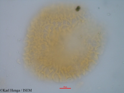 Baikiaea insignis - lame n° 35175
