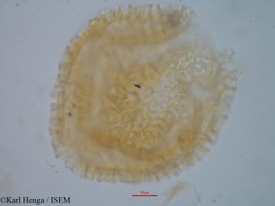 Baikiaea insignis - lame n° 35175