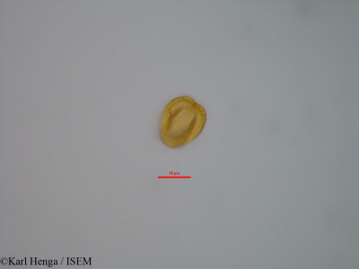 Baphia laurifolia - lame n° 19559