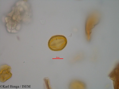 Baphia laurifolia - lame n° 19559