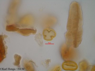 Baphia laurifolia - lame n° 19559