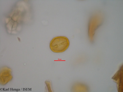 Baphia laurifolia - lame n° 19559