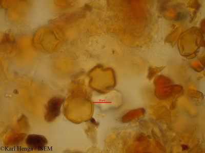 Baphia massaiensis - lame n° 45214